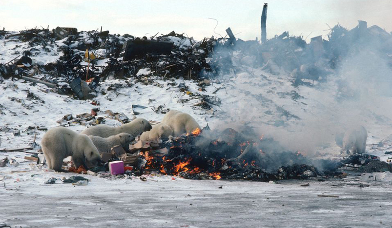 Polar bears scavenge for food at a dump in Churchill